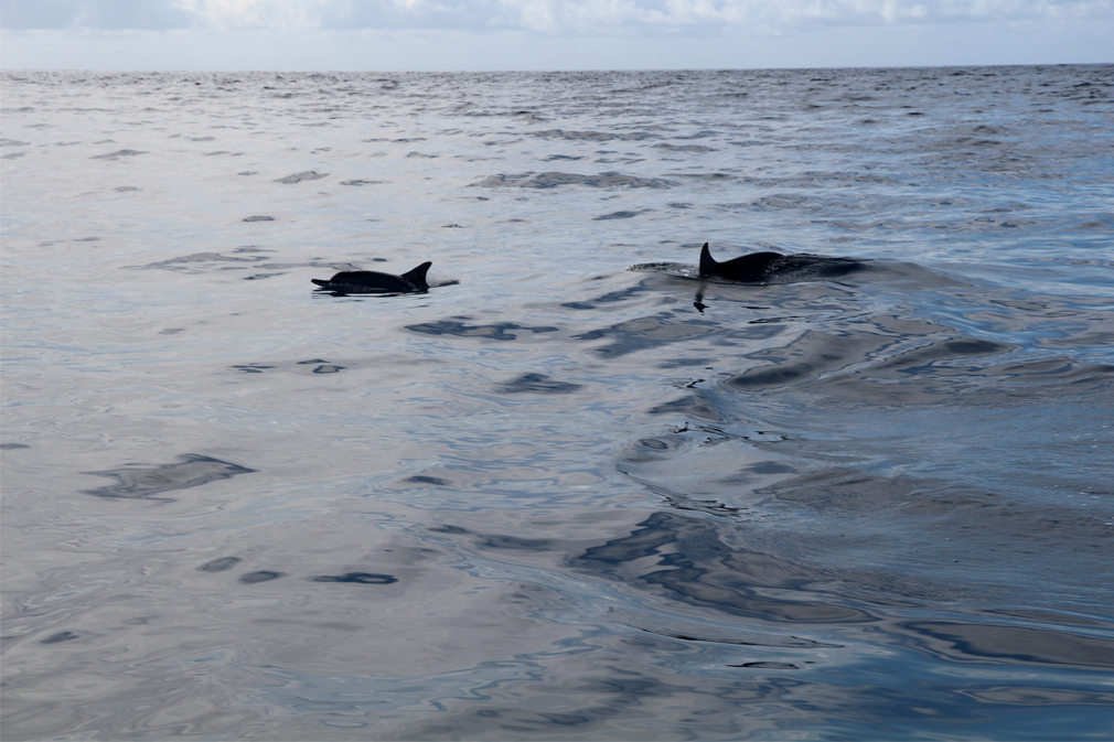 Excursion dauphins