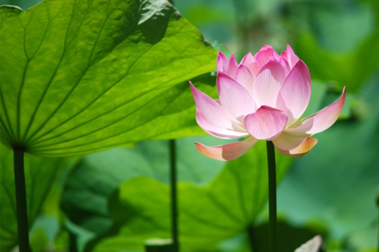 Visitez le jardin Pamplemousse - Ile Maurice - Blog Voyage & road trip