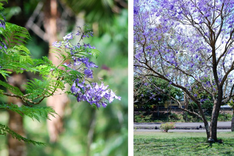 Visitez le jardin Pamplemousse - Ile Maurice - Blog Voyage & road trip