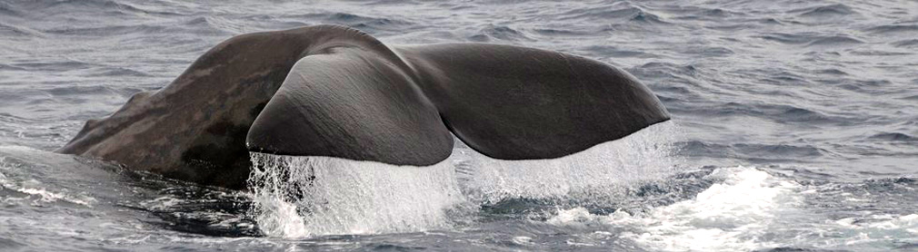 sto norvege safari baleine