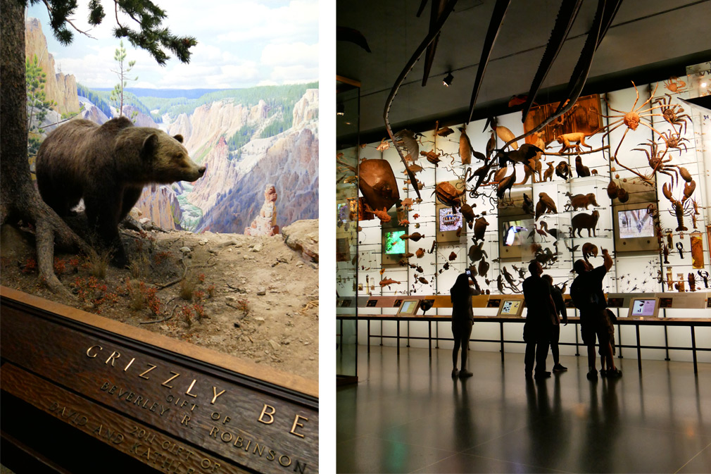 musée histoire naturelle new york
