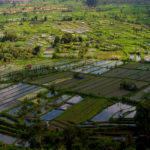 Où voir les rizières à Bali ?