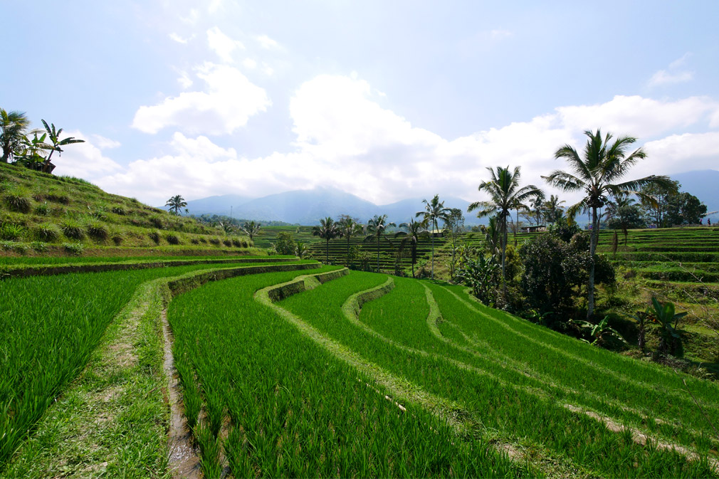 rizières indonésie