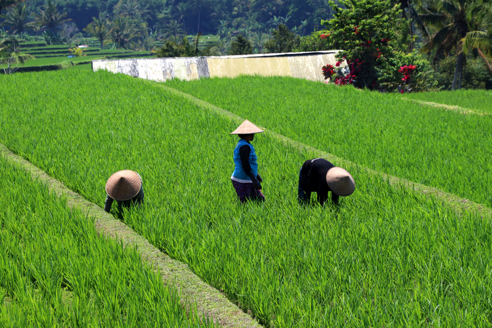 paysans dans les rizières