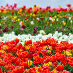 champs de tulipes en hollande