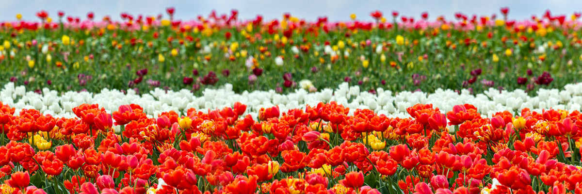 champs de tulipes en hollande