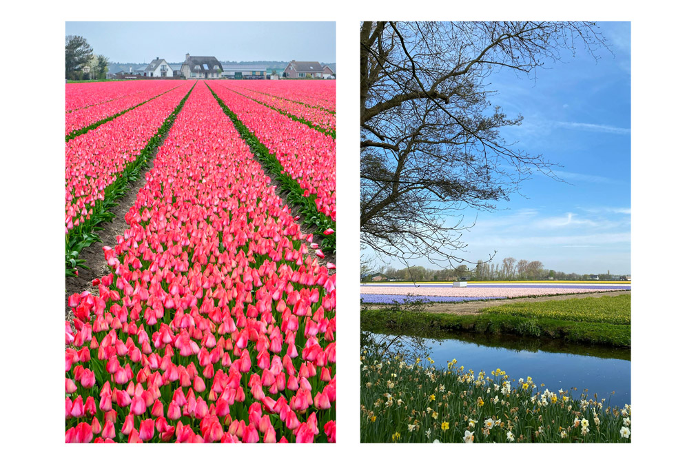 faire du vélo dans les champs de tulipes