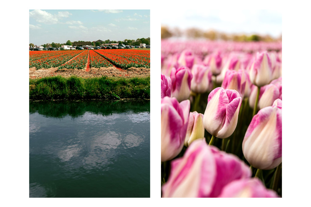 champs de tulipes