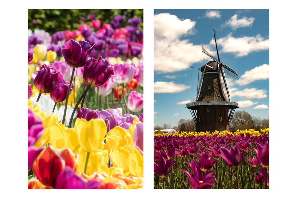 champs de tulipes