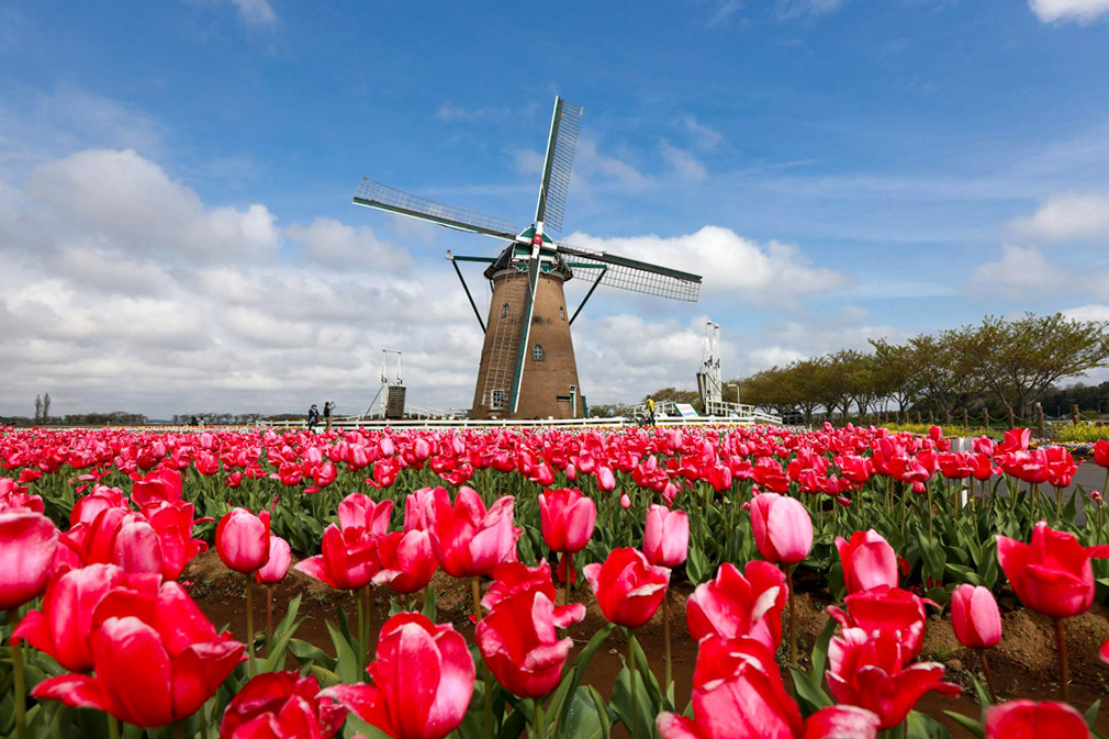 champs de tulipes aux Pays-Bas